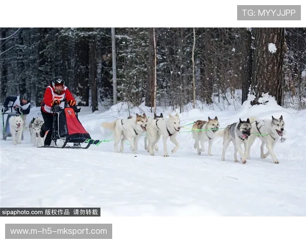 雪橇锦标:俄罗斯队稳步上升,冲击金牌!,俄罗斯雪橇犬 雪橇锦标:俄罗斯队稳步上升,冲击金牌!,俄罗斯雪橇犬